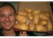 NEW SEASONS GENUINE AGRIA POTATOES  2 KG Bag Pukekohe Grown